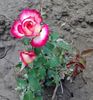 IMG-20180515-WA0006