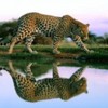 poze_animale_salbatice-leopard-2-150x150