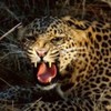 poze_animale_salbatice-leopard-3-150x150