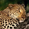 poze_animale_salbatice-leopard-5-150x150