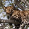 poze_animale_salbatice-leopard-7-150x150