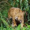 poze_animale_salbatice-leopard-9-150x150