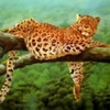 poze_animale_salbatice-leopard-10-150x150