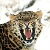 poze_animale_salbatice-leopard_12-150x150