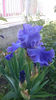 Yaquina Blue