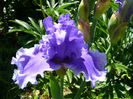 Honky tonk blue