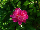 Anemoniflora