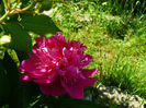 Anemoniflora