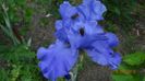 Blue Temptation