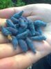 Lonicera (afin siberian) 3.05.2018