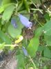 Lonicera (afin siberian) 3.05.2018