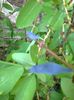 Lonicera (afin siberian) 3.05.2018