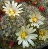 Mammillaria prolifera texana- flori