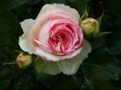 Posibil Kurfurstin Sophie...au uitat ce am plantat