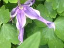 Clematita pitica Integrifolia