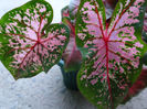 Caladium