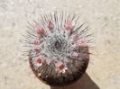 Mammillaria ( nu stiu de care)