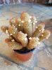 Mammillaria elongata