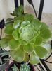 Aeonium arboreum