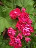 Plum Rambler