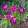 violette