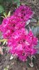 Rododendron Vladut 2018