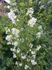 Philadelphus coronarius