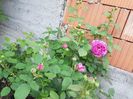 Rose de Rescht