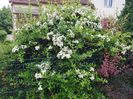 Pyracantha 2018