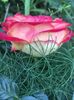 BD412961-EB9B-42DA-8546-5351D478B8F0