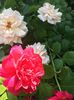 B95D2E32-4520-4DC4-B555-E7C2323C49E5