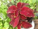Wizard Velvet Red