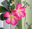 Flori Adenium obesum