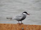 Chiră de baltă (Sterna hirundo)