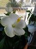 Hibiscus "SAN REMO"