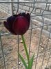 Lalea neagra