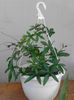 Pasiflora