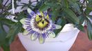 PASIFLORA