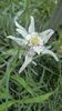 FLOARE DE COLT