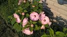 HIBISCUS 'MOSCHETOUS' ALB CU ROZ