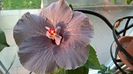 HIBISCUS 'SKY'