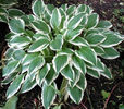 Hosta undulata Albomarginata