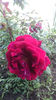 Crimson Glory