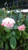 Cornelia
