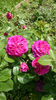 Parfum Flower Circus