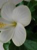 HIBISCUS SAN REMO