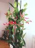 GLORIOSA