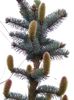 BRAD ' BABY BLUE' CU CONURI
