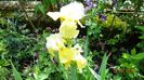 Glacier Gold