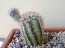 Echinocereus reichenbachii